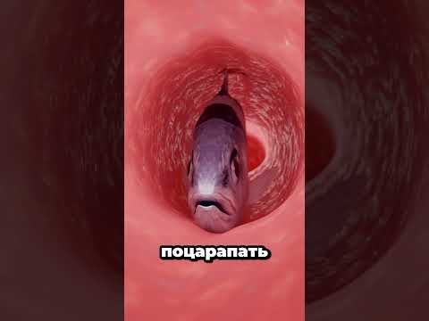 Что произойдет, если человек съест живую рыбу 🤔 #short