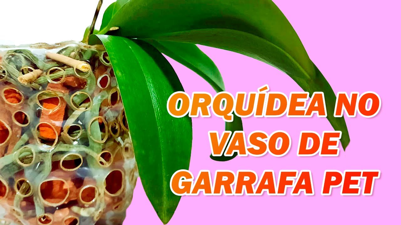 REPLANTE de Orquídea Phalaenopsis em vaso de GARRAFA PET