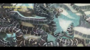 rắn ri cá hơn 1 tháng tuổi quá đẹp