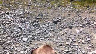 The Life Of Riley Bear Tracker