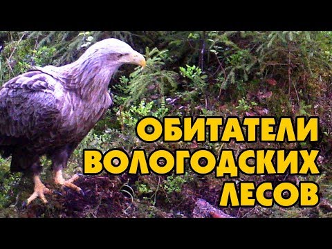 05 - ЛЕСНАЯ ЖИЗНЬ - ОБИТАТЕЛИ ВОЛОГОДСКИХ ЛЕСОВ