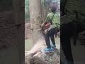 Danger's Woodworking project large tree feeling skills Technique #shortvideo #treecutting #chainsaw