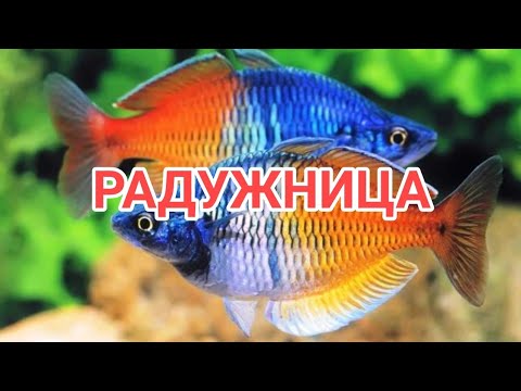 РАДУЖНИЦА. УХОД , СОДЕРЖАНИЕ, СОВМЕСТИМОСТЬ, КОРМЛЕНИЕ И РАЗВЕДЕНИЕ