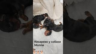 Кесарево у собаки.Caesarean section in a dog🙏Спасли 2-х мальчишек 🐕🐕🙏 #кесарево #роды #dog #doglife