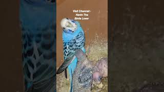 Budgies Breeding // Budgies Colony breeding progress budgiesparrots ytshorts budgie bird