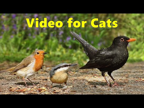 videos-for-cats-to-watch---birds-from-a-cats-perspective---8-hours-of-cat-tv