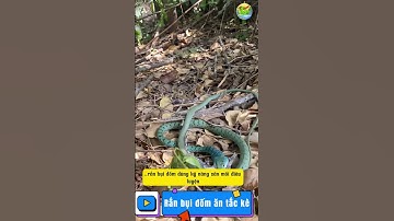 Rắn bụi đốm ăn thịt tắc kè #snake #thegioiloairan #ran #ranvohai