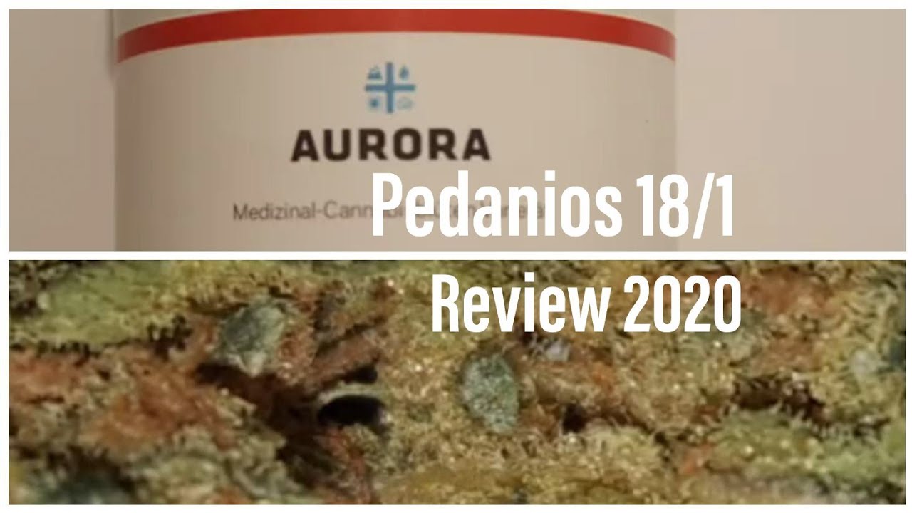 Medizinisches Cannabis Aurora Pedanios 18/1 Strain Sour Tangie Sativa 2020 Review (Medical cannabis)