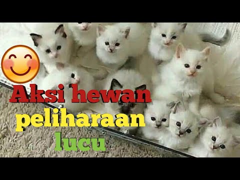  hewan  lucu  aksi hewan  hewan  peliharaan lucu  YouTube 