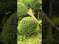 その刈り込み、実は損してるかも？職人が教える“ひと手間”で仕上がりが劇的に変わる方法　#園芸 #ガーデニング