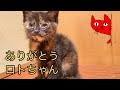 【猫庭物語】ありがとうロトちゃん