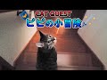 勇者ネコと一緒に小冒険の旅へ！～in ママの実家～