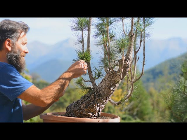 Pinus mugo 'Bonzai' - Pin - Pépinières Constantin