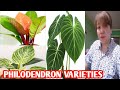 Philodendron varieties margie pulido vlogs