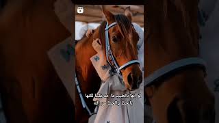 حالات واتس اب الخيل