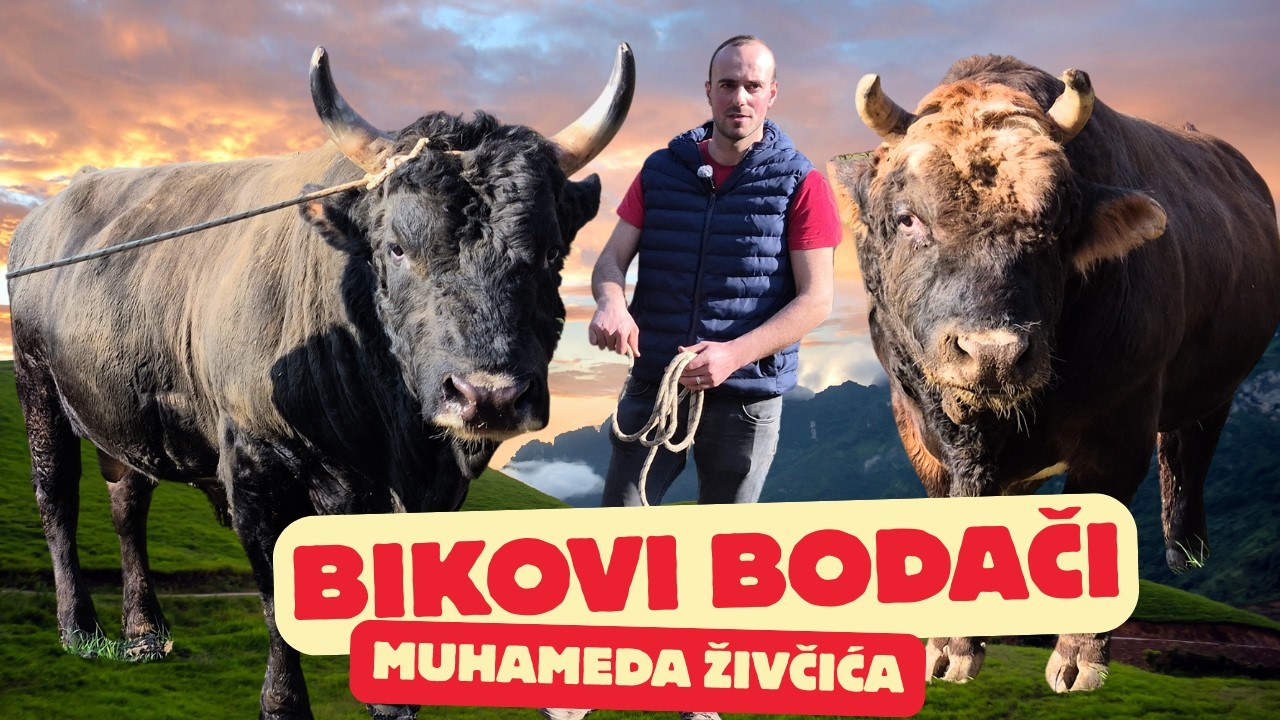 Legenda sela Vrhovine: Bik Manđipoko od Živčića