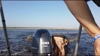 Charging Hippo Bites Boat's Motor