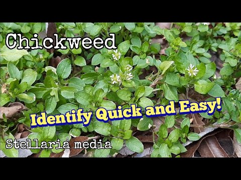 Vídeo: O Chickweed é comestível: informações sobre o uso do Chickweed como alimento