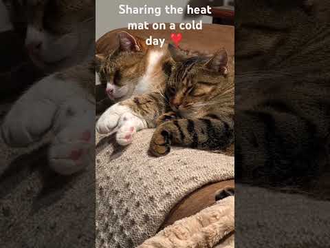 Everybody go Awww  cats catlovers cutecats tasmania animallovers olib774 adorable cute