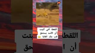 اللقطة التي أثبتت أن الاسد يستحق لقب ملك الغابة ?? shorts