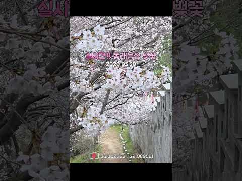 [2026 벚꽃 부산 동래읍성] 경복궁 가지 않아도, 부산에서 느끼는 벚꽃 핀 조선의 봄