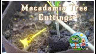 Grow Macadamia Trees From Cuttings - The critical step to success