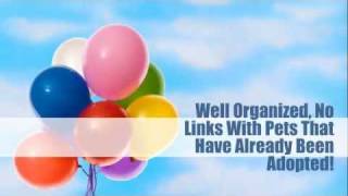 USA free pet classified; animal news for adoptable pets