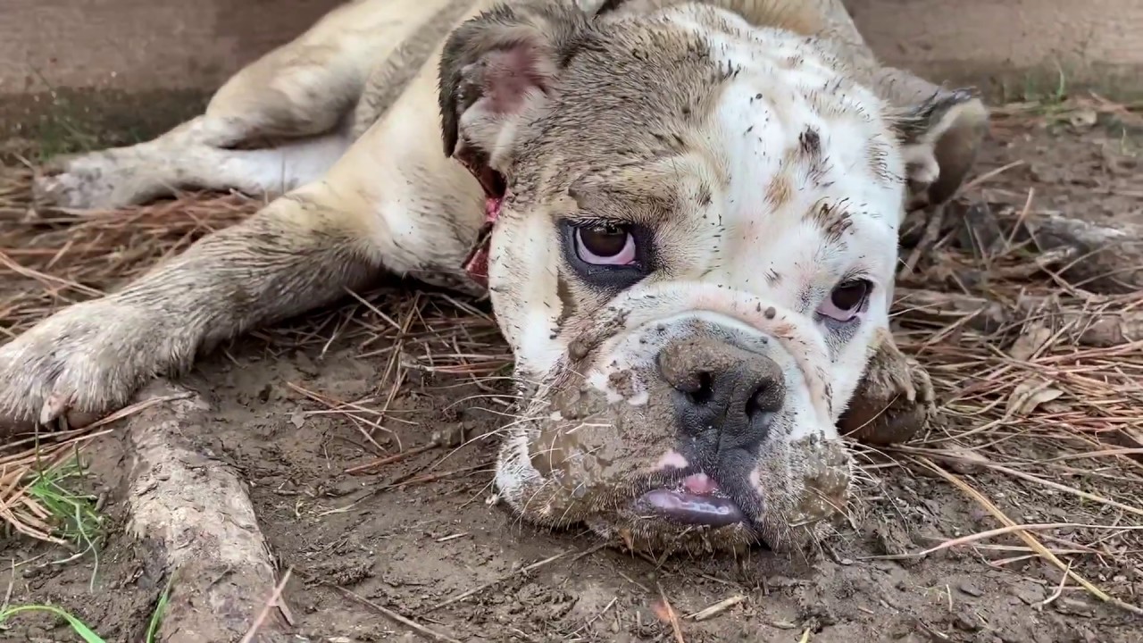 MY DOG GETS INTO TROUBLE! LOLA THE BULLDOG ROLLS IN THE MUD