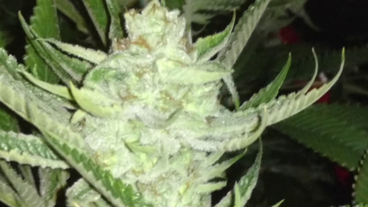 9lb 2nd round harvest time?