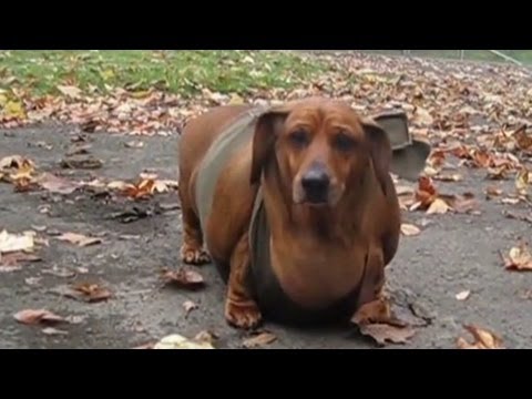 Obese Wiener Dog Gets Tummy Tuck - Youtube