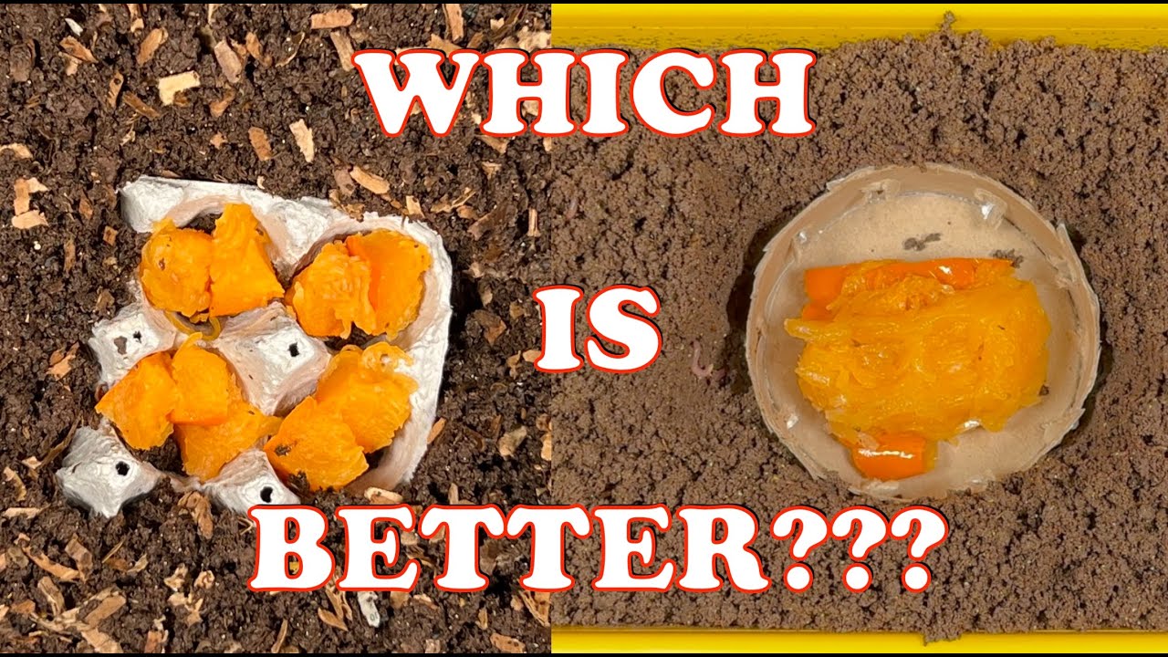 Compost Worm Bait Station Comparison!! Which Captures More Worms