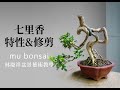 夏∣七里香的特性與修剪 ◤林慶祥盆景藝術教學◢ Bonsai in Taiwan / Murraya paniculata