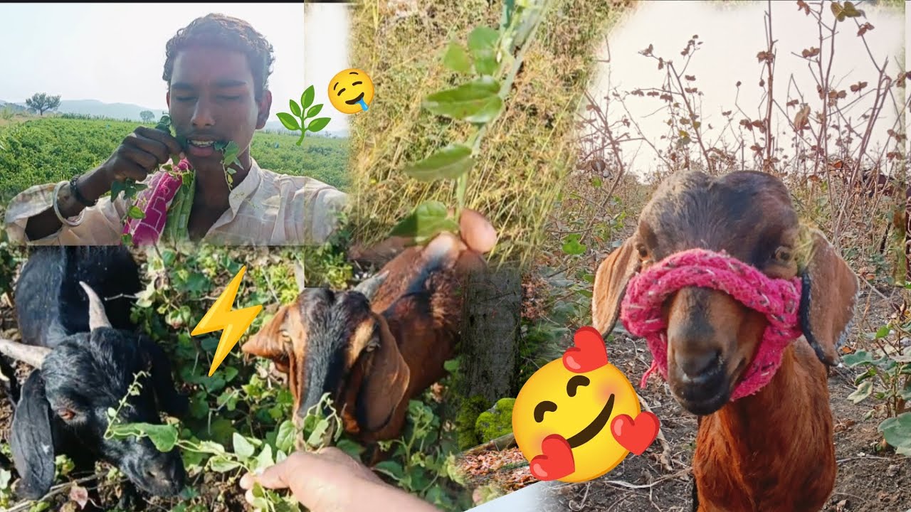 ಮೇಕೆಯ ಮೇಕೆಯ ಸೊಪ್ಪು ತಿನ್ನಬಹುದು ಮನುಷ್ಯರು ತಿನ್ನಬಹುದು 🌿🤤