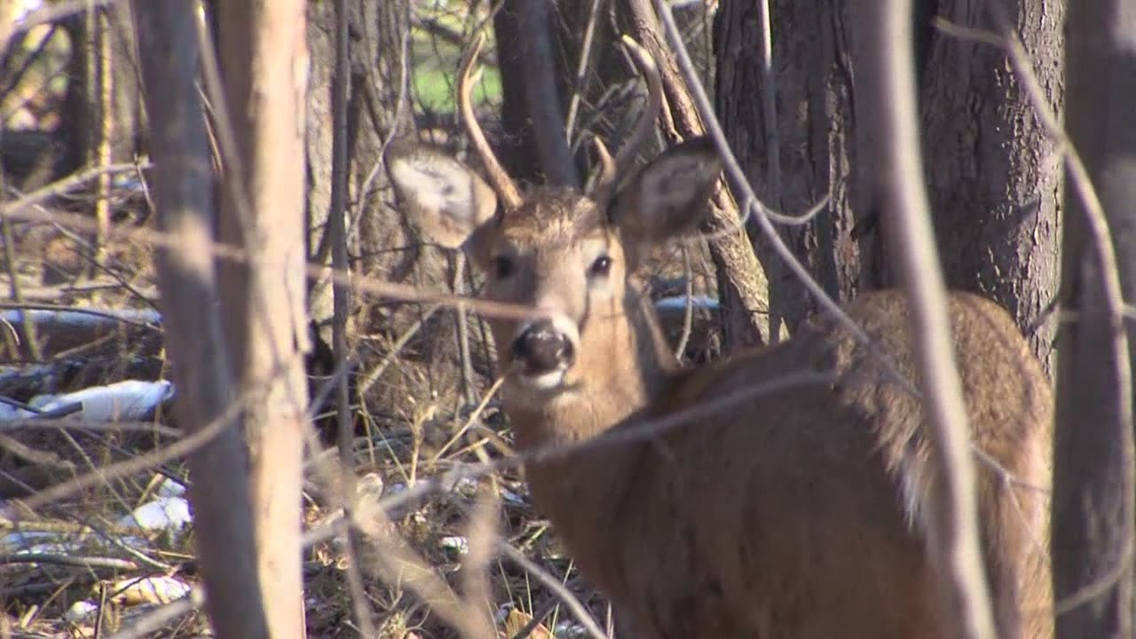 Deer gun hunting season underway in Ohio YouTube