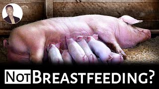 Why MOTHER PIGS don't BREASTFEED || Solutions to apply by AniBusiness 513 views 3 months ago 7 minutes, 50 seconds