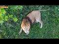 Что делают львы, когда никто не видит. Сьемка дроном. Тайган. Lions life in Taigan. DJI Mini 2