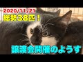 総勢38匹！譲渡会の様子【Japanese cat adoption event】