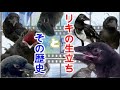 [083]子カラスはこうして我が家にくることになりました【リキに起こった事】