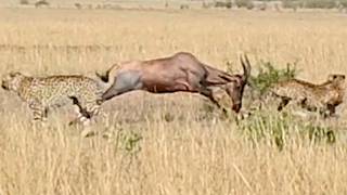 Antelope vs. TWO Cheetahs: Mother’s Incredible Fight to Protect Her Baby