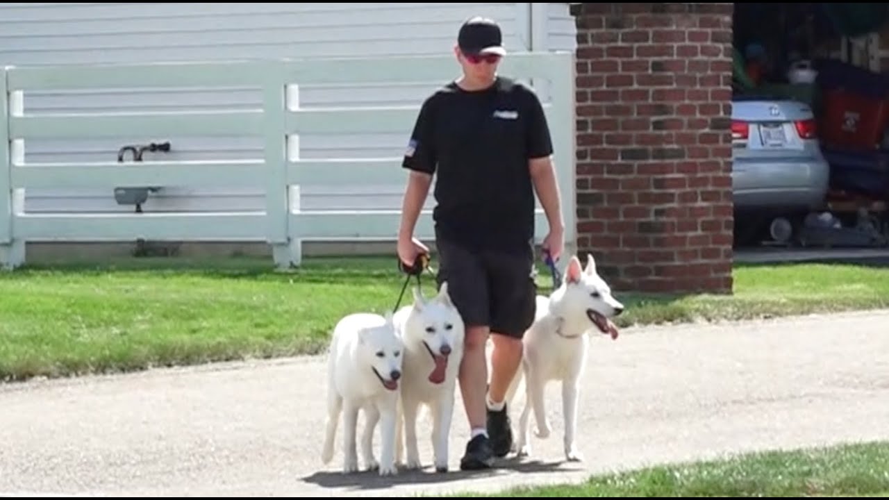 Dog Training: 5 Day Private Seminar with Six Year Old German Shepherd Mix, Kennedy!