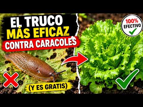 The Most Effective Trick for Snails (And It’s Free)
