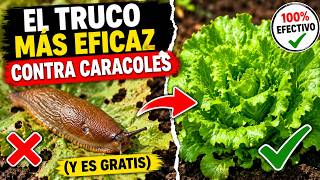 7 Trucos Para ACABAR con CARACOLES Y BABOSAS Sin gastar DINERO!