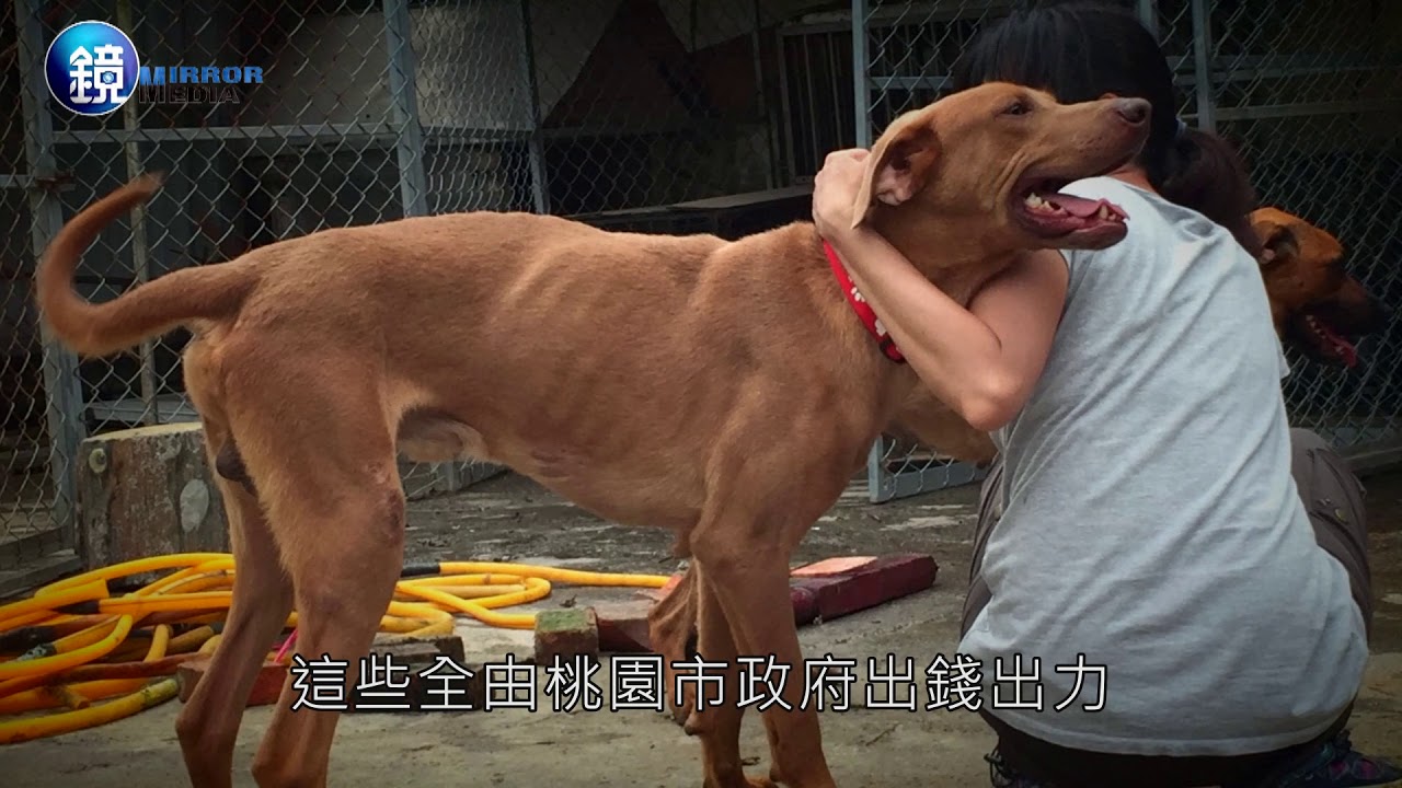 狗吃狗煉獄 商人炒作價翻天台灣高山犬非特有種