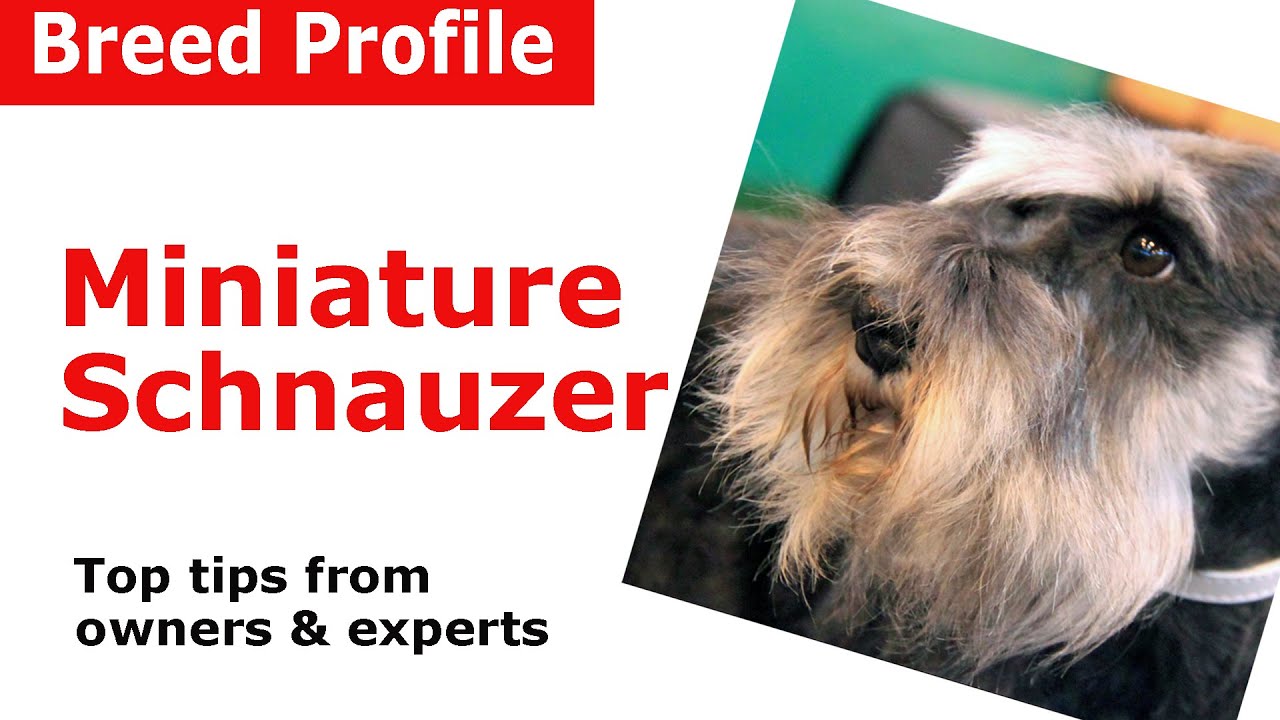 Miniature Schnauzer dog breed guide siberian husky welpen mit blauen augen kaufen