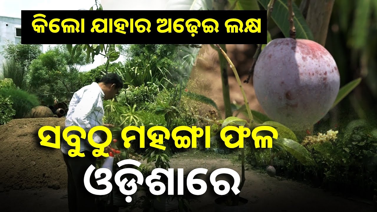 ଅନୁଗୁଳ ଜିଲ୍ଲା କାଣ୍ଡସର ଅଞ୍ଚଳର ହୃଦାନନ୍ଦଙ୍କ ଆମ୍ବ ବଗିଚାରେ ଫଳୁଛି ଏହି ବିରଳ ଆମ୍ବ || Knews Odisha
