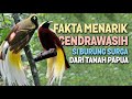 FAKTA MENARIK CENDRAWASIH SI BURUNG SURGA DARI TANAH PAPUA YANG PANDAI MERAYU