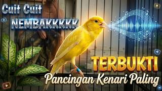 kenari gacor panjang Cuit Cuit EMOSI, Pancingan Kenari Paud Belajar Bunyi, terapi AMPUH Kenari MACET