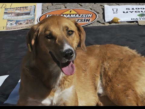 თურქეთში ამოქმედდა ცხოველთა ე.წ. „ხოცვა-ჟლეტის” კანონი