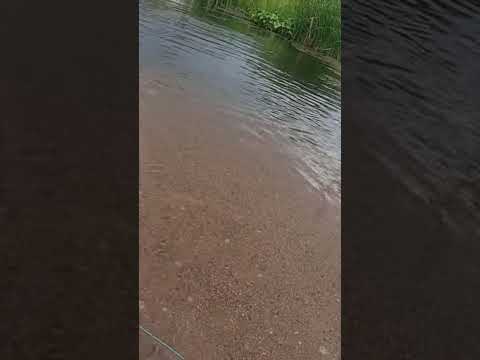 ฟลายฟิชชิ่งปลากระสูบ #like #fishing #subscribe #carpfishing #carp