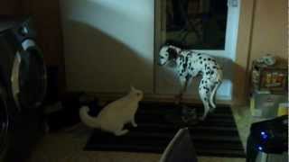 Videos Dalmatien Chiens De Race Dalmatien En Video Wamiz